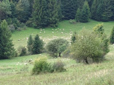 DSC04105-Schafherde.JPG