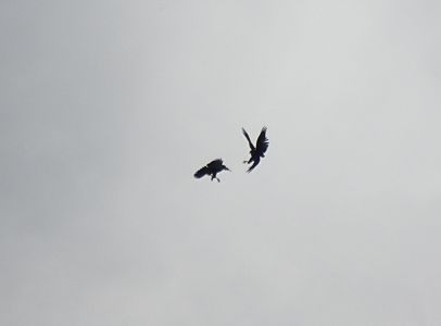 DSC04116-Habichte.JPG
