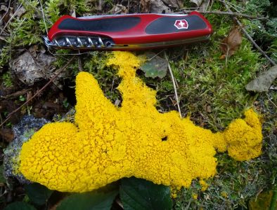 DSC04139-Gelbe-Lohblüte-die-größte.JPG