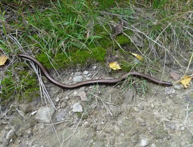 DSC04142-Blindschleiche.JPG