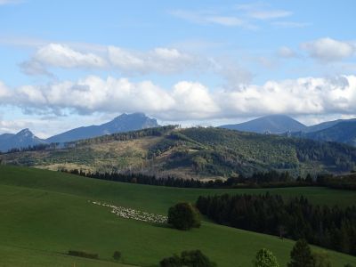 DSC04146-Schafherde.JPG