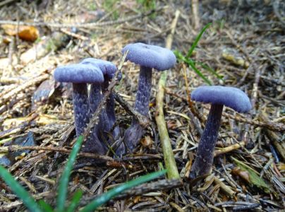 DSC04191-Violeter-Lacktrichterling.JPG