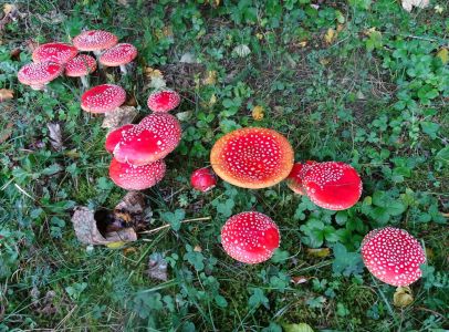 DSC04196-Fliegenpilz.JPG