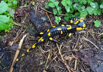 DSC04205-Feuersalamander.JPG