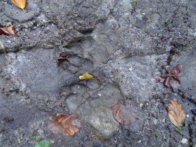 DSC04263-Wolfsspuren.JPG