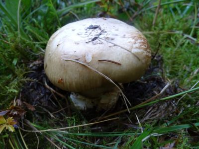 DSC04281-Doppelring-Trichterling-Catathelasma-imperiale.JPG