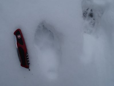 DSC04644-frische-Wolfsspur.JPG