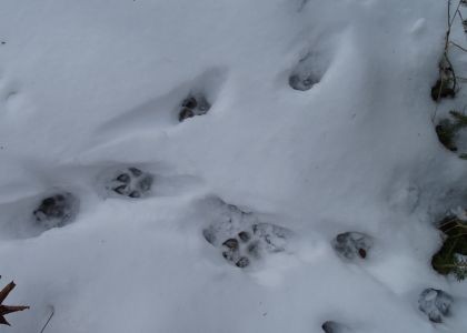 DSC04645-Wolfsspur.JPG