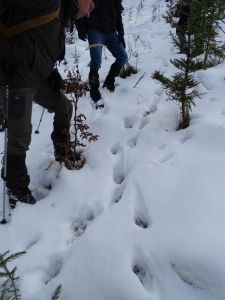 DSC04646-Wolfsspur.JPG