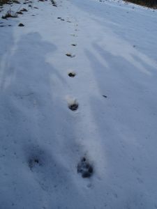 DSC04659-frische-Wolfsspur.JPG