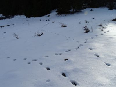 DSC04662-frische-Wolfsspurbahnen-von-6-Wölfe.JPG