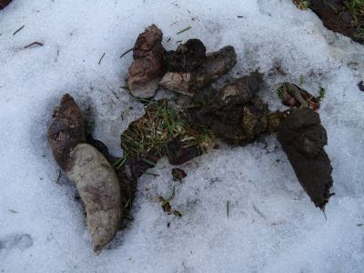 DSC04667-Wolfslosung.JPG