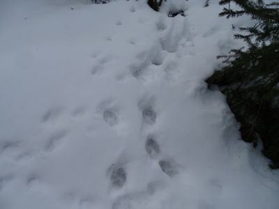 DSC04672-frische-Wolfsspur.JPG