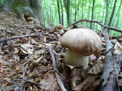 DSC05974-Sommersteinpilz.JPG