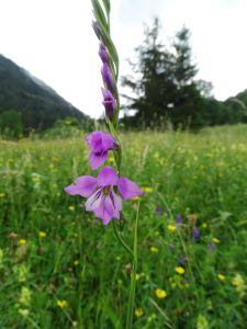 DSC05976-Dachziegeliger-Siegwurz-Gladiolus-imbrikatus.JPG