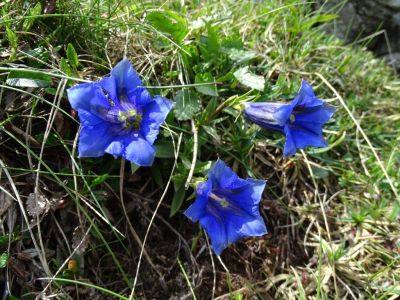 DSC06034-Kurzstiliger-Enzian-Gentiana-clusii.JPG