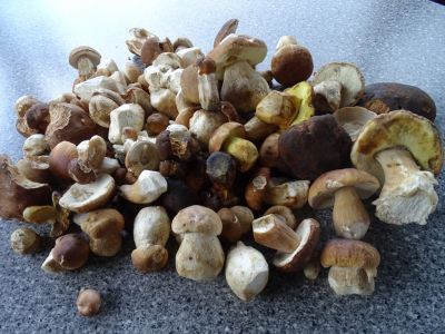 DSC06367-fette-Beute.JPG