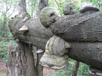 DSC06456-Große-Zunderschwam.JPG