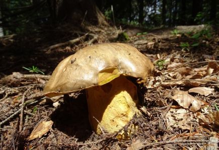 DSC06504-Echter-Königsröhrling-oder-Königssteinpilz-Butyriboletus-regius.JPG