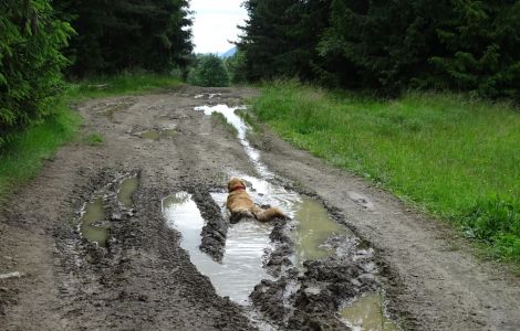 DSC06517-überall-Welnes-für-die-Hunde.JPG