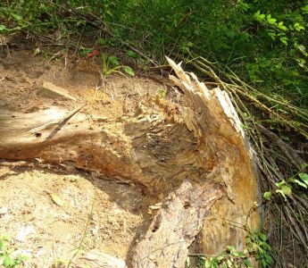 DSC06649-hier-hat-ein-Bär-nach-Insekten-gesucht.JPG