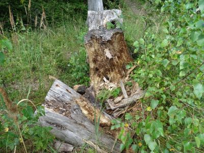 DSC06671-hier-hat-ein-Bär-nach-Insekten-gesucht.JPG