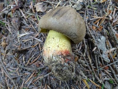 DSC06752-Schönfuß-Röhrling.JPG