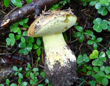 DSC06840-Echter-Königsröhrling-Butyriboletus-regius.JPG