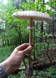 DSC06969-Parasolpilz.JPG
