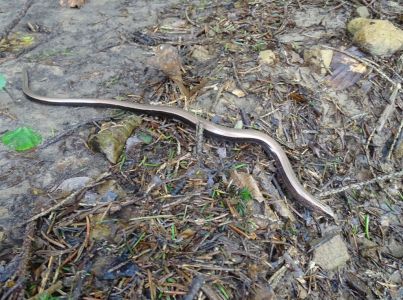 DSC06972-Blindschleiche.JPG