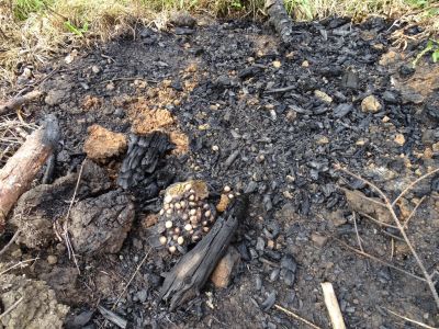 DSC06984-ein-Bär-hat-in-unsere-Feuerstelle-gekakt.JPG