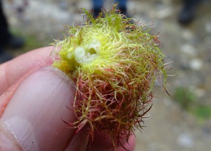 DSC07008-Rosengallwespe.JPG