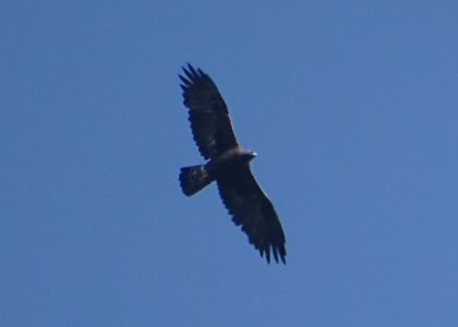 DSC07245-Steinadler.JPG