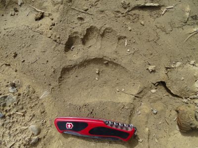 DSC07579-Bärenspur.JPG