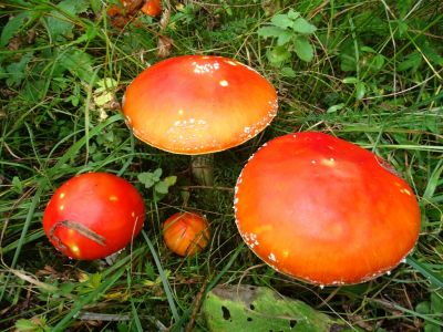 DSC07685-Fliegenpilz.JPG