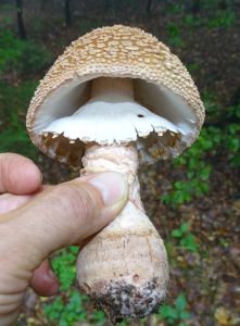 DSC07755-Perlpilz.JPG