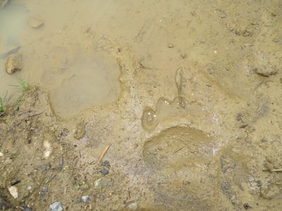 DSC07820-Bärenspur.JPG