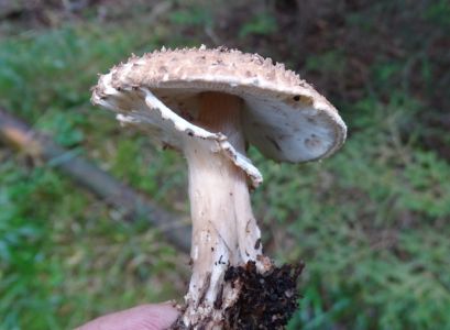 DSC07902-Spitzschuppiger-Stachelschirmling-Lepiota-aspera.JPG