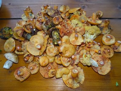 DSC07909-fette-Beute.JPG