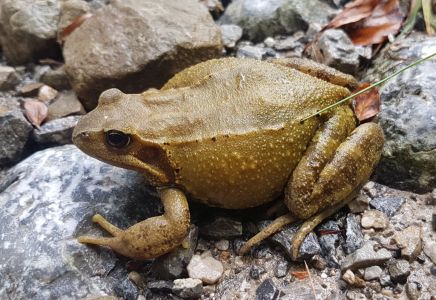 1_20201004_102401-Grasfrosch.jpg