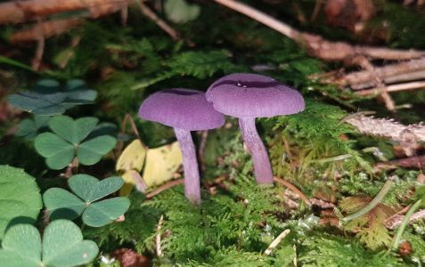 1_20201005_114932-Violeter-Lacktrichterling.jpg
