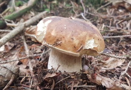 1_20201005_115153-Steinpilz.jpg