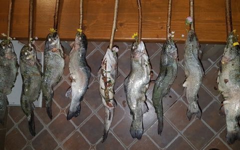 1_20201005_175114-Forelle-a-la-Vlado.jpg