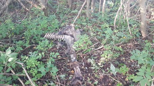 1_20201006_143400-alter-Wolfsriss.jpg