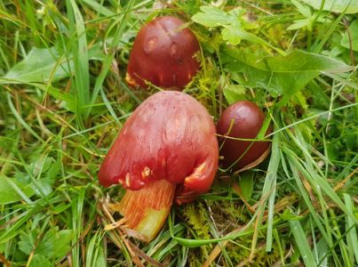 20201007_111140-Saftling.jpg