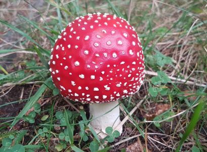 20201007_111652-Fliegenpilz.jpg
