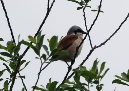 dsc01551_neunt_ter.jpg