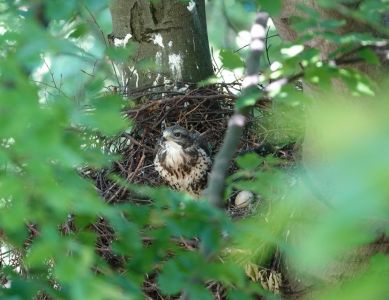 dsc01639_junger_mausebussard.jpg