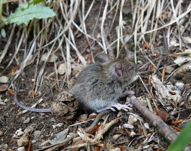 dsc01666_waldmaus.jpg