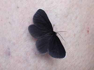 dsc01899_odezia_atrata_schwarzspanner.jpg